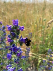 bumblebee on lavender