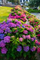 Naklejka premium Magnifiques hortensias du Trégor en Bretagne - France