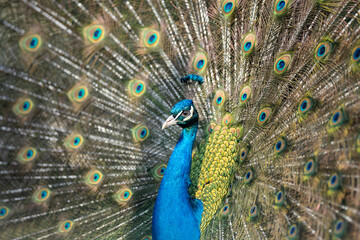 Fototapeta na wymiar Proud Colorful Male indian Peacock Portrait with Full Feather Plume open with direct morning sunlight.