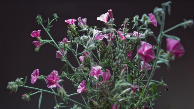 A bouquet of field bindweeds blooms against a dark background. Floral background. Timelapse. Greeting holiday card
