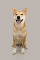 Portrait shiba inu puppy dog sitting. Isolated on gray background