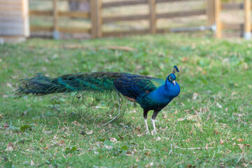 Obraz premium Proud Colorful Male indian Peacock Portrait with Full Feather Plume open with direct morning sunlight.