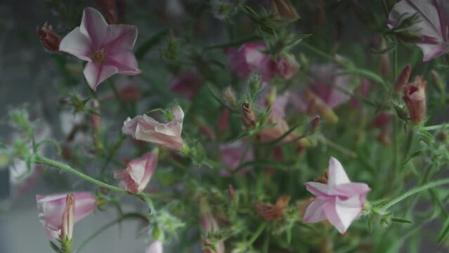 A magnificent bouquet of field bindweeds blooms against a dark background. Floral background. Timelapse. Electronic Greeting holiday card. Modern technologies and folk traditions