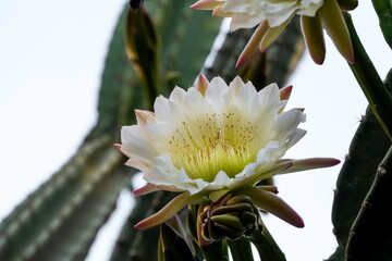 Peruvian apple cactus or Hedge cactus or Cereus hildmannianus in full bloom close up