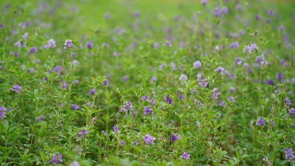 In the spring farm field young alfalfa grows. The field is blooming alfalfa, which is a valuable animal feed