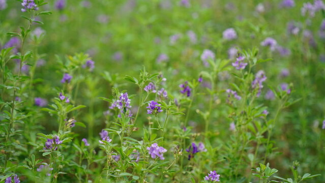 In the spring farm field young alfalfa grows. The field is blooming alfalfa, which is a valuable animal feed