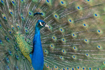 Fototapeta premium Proud Colorful Male indian Peacock Portrait with Full Feather Plume open with direct morning sunlight.