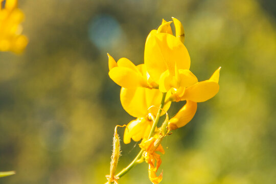 Scoth broom flower blooming in springtime