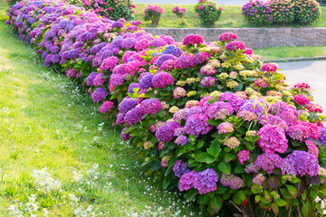 Magnifiques hortensias du Trégor en Bretagne - France