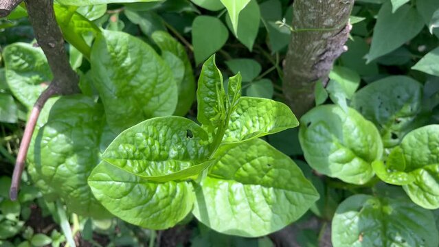 Fresh leaves of a spinach plant top view. Growth of a malabar spinach
