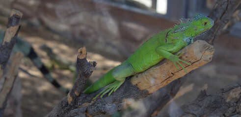 Green iguana Lizard on a wood branch