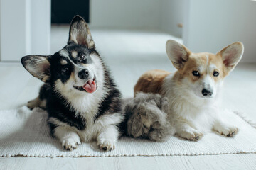 Beautiful Corgi dog with shedding fur lying on the floor. Fluffy doggy and coat shed annually in the spring or fall at home indoors. Hygiene allergy animal care concept.