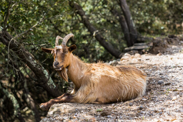 Chèvre couchée sur le sol sur le chemin de randonnée des Vailhés près du Lac du Salagou
