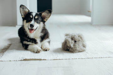 Beautiful Corgi dog with shedding fur lying on the floor. Fluffy doggy and coat shed annually in the spring or fall at home indoors. Hygiene allergy animal care concept. - 614381069