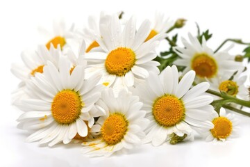 Obraz na płótnie Canvas White daisies isolated on white background. Beautiful daisies isolated on white background. Generative AI.