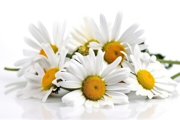 White daisies isolated on white background. Beautiful daisies isolated on white background. Generative AI.