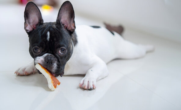 Portait image of French Bulldog puppy lying on the floor and looks while bite his toy bone.