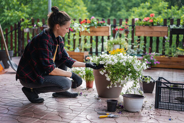 A woman in work gloves is transplanting blooming petunia flowers in pots, on the terrace. Summer...