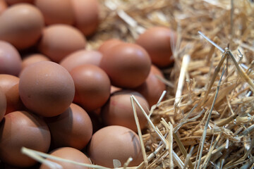 Huevos morenos de gallina