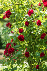 Obraz premium blooming red roses in the garden