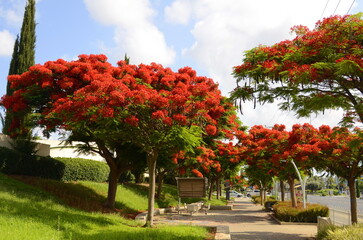 Royal poinciana, (Delonix regia), also called flamboyant tree or peacock tree, strikingly beautiful red flowering tree on park - obrazy, fototapety, plakaty