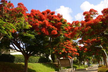 Fototapeta na wymiar Royal poinciana, (Delonix regia), also called flamboyant tree or peacock tree, strikingly beautiful red flowering tree on park
