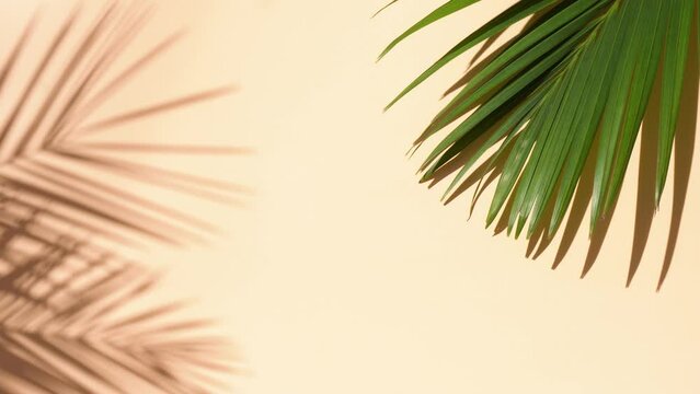 Palm shadow over plaine beige background