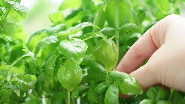 Herbal garden with fresh basil herb and sprinking water and hand picking sprout