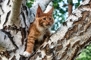 A big red maine coon kitten sitting on a tree in a forest in summer.