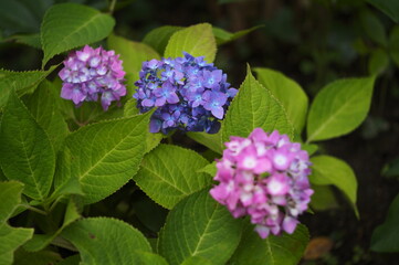 可憐に咲く花 紫陽花