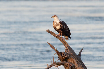 The African Fish Eagle (Haliaeetus Vocifer) standing on the branch in the river in the Zambezi...