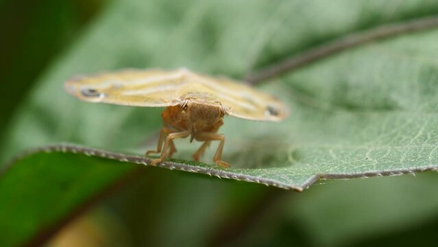 Close-up shot of vampire butterflies perching on the branches of a lemon tree.