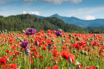Wonderful blooming landscape. Close up of red poppy flowers in a field. - 614387428
