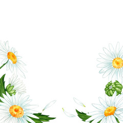 Obraz premium chamomile flowers watercolor