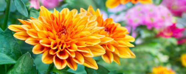 Various colorful Chrysanthemum flowers in the garden close up