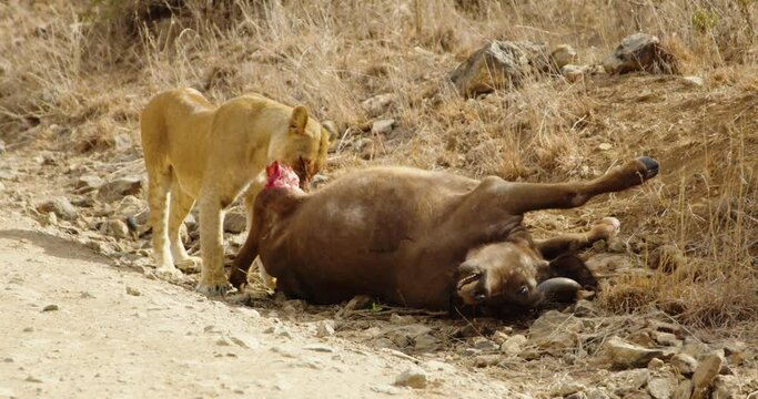 Wide angle shot female lion eating and feasting on dead wildebeest