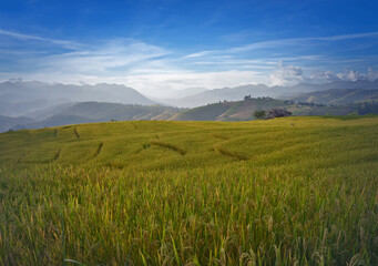 Absolutely stunning rice field on the hill in harvesting season in Thailand