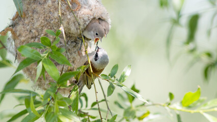 a pair of birds