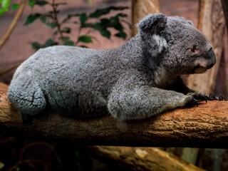 Koala
