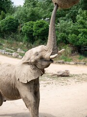 Éléphant 