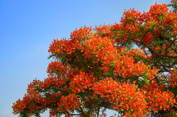 Poinciana flowers are orange and yellow. Both sepals and petals are 5. The flowering of the poinciana is the graduation season of Taiwanese schools.