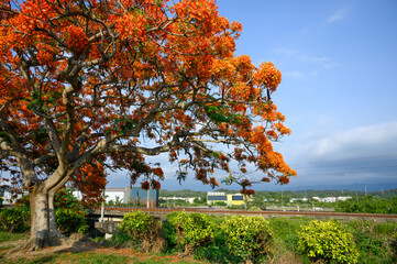 Naklejka premium Poinciana flowers are orange and yellow. Both sepals and petals are 5. The flowering of the poinciana is the graduation season of Taiwanese schools.