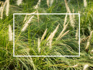 Rectangle frame White and grass . Abstract background, natural pattern. Copy space for design