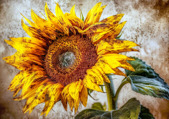 The beautiful yellow sunflower created with the help of artificial intelligence with a stroke imitating a Vincent Van Gogh style painting. AI generated.
