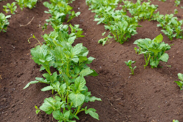 Potato seedlings growing in rows in a field in summer.