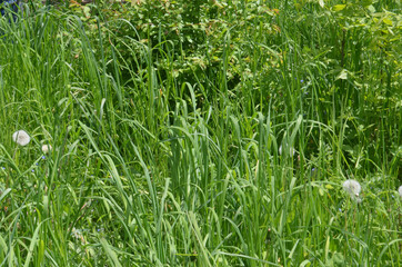 Obraz premium Light green spring grass in the bright sun