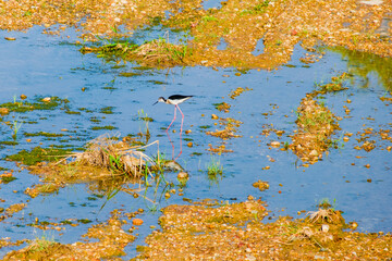 black-winged stilt, Himantopus himantopus, stilt bird walk