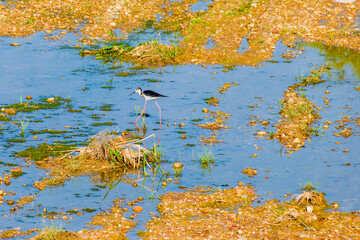 black-winged stilt, Himantopus himantopus, stilt bird walk