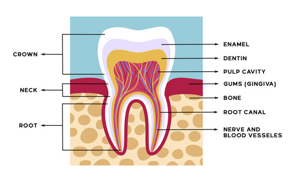 Illustration of tooth anatomy along with an explanation of the name of each part of the tooth