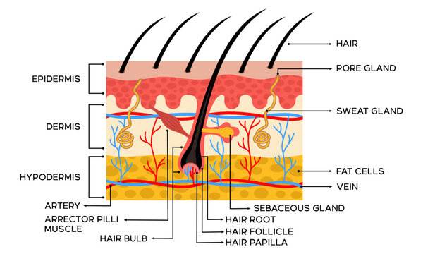 Illustration of human skin anatomy along with an explanation of the name of each part of the skin